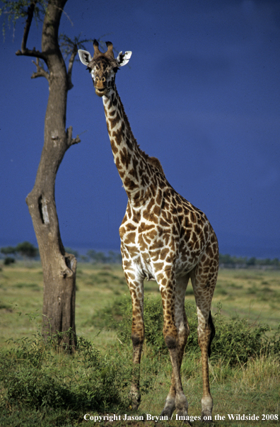 Masai Giraffe in habitat