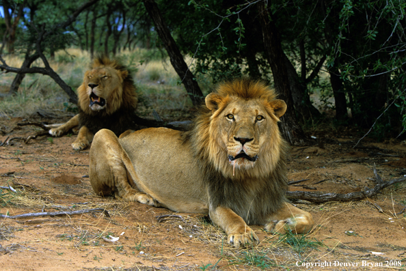 African lions