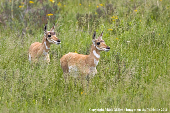 American Pronghorned Antelope fawns in meadow
