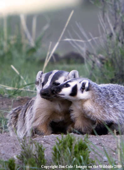 Badger Family in habitat