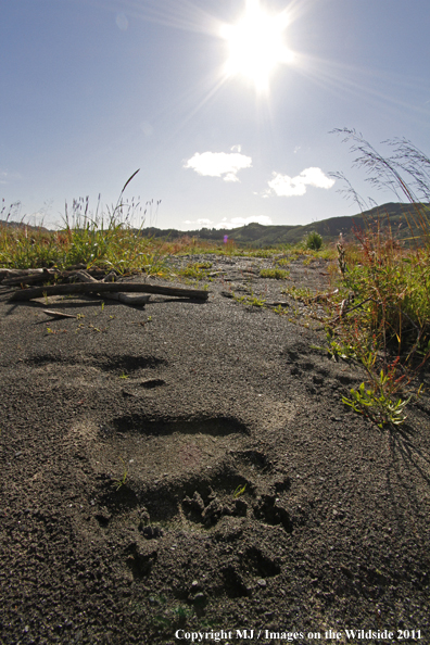 Brown/Grizzly bear tracks on Kodiak Island, Alaska. 