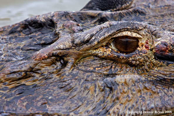 Close-up of Caiman