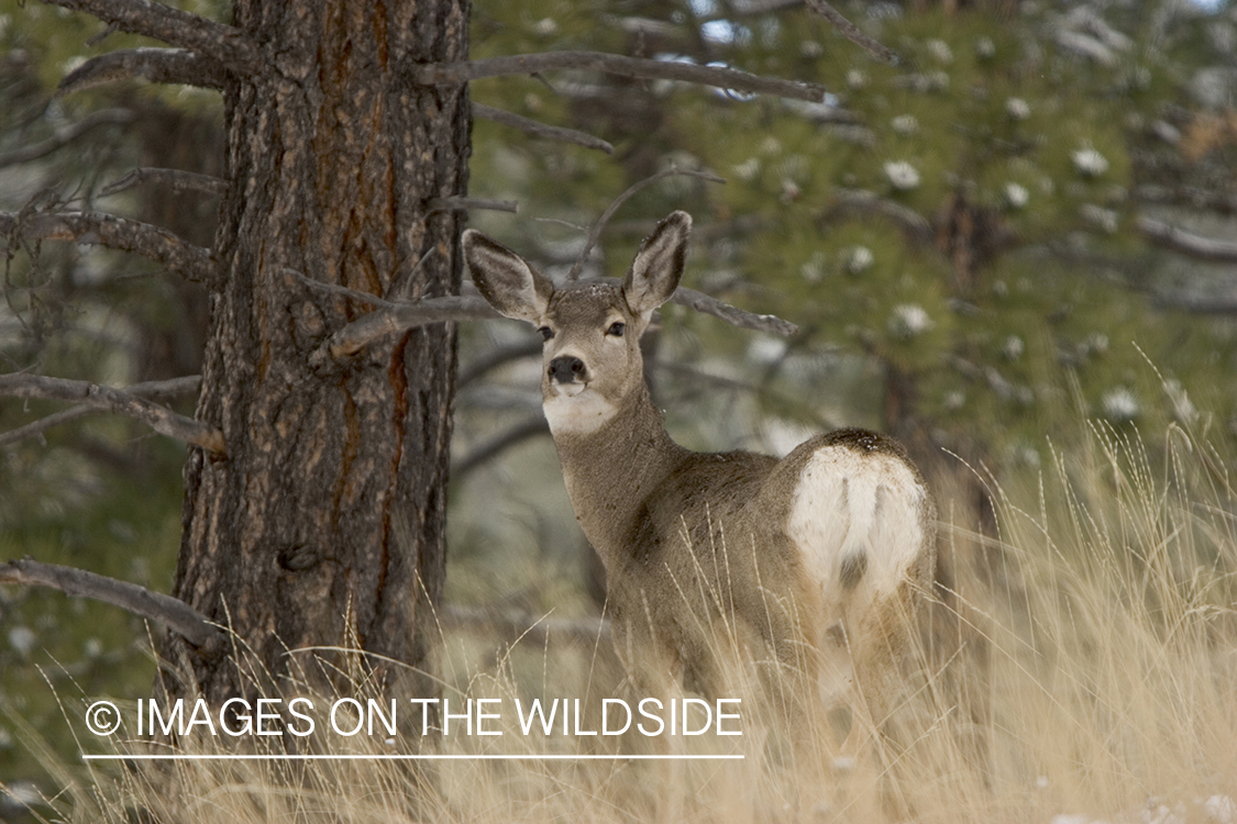 Mule deer doe in habitat.