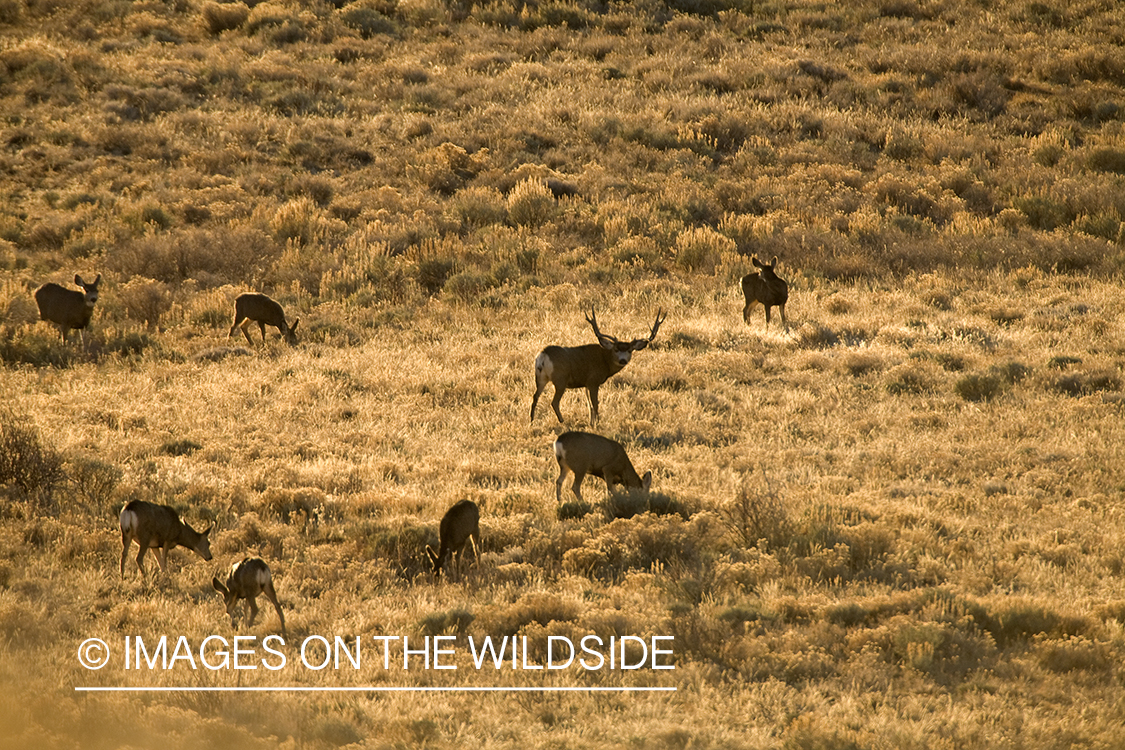 Mule deer 