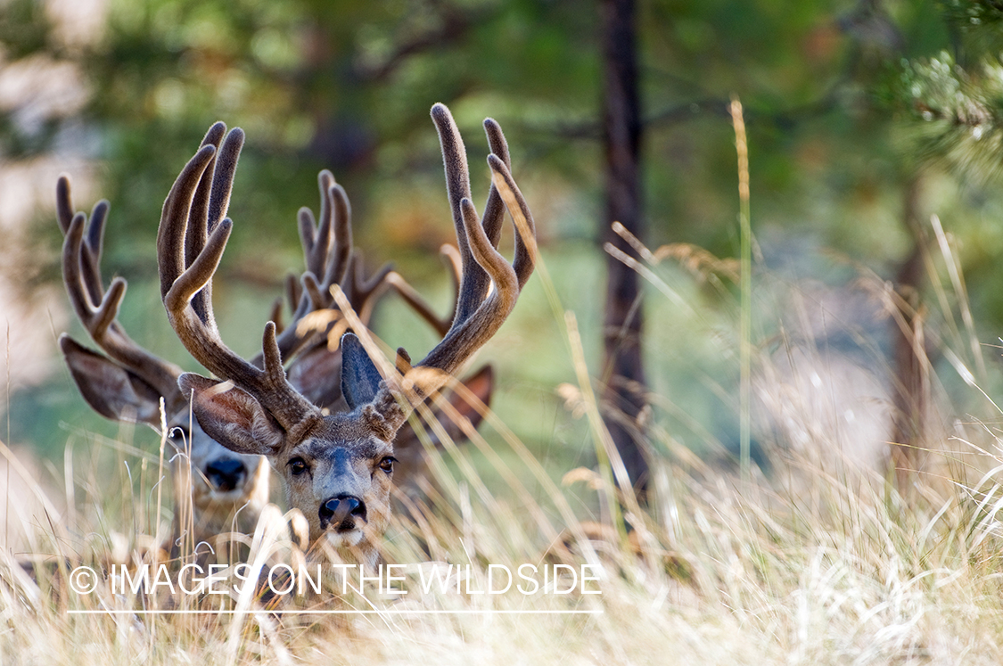 Mule Bucks in Velvet 