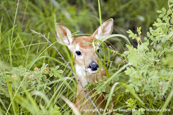 White-tailed deer fawn in habitat.