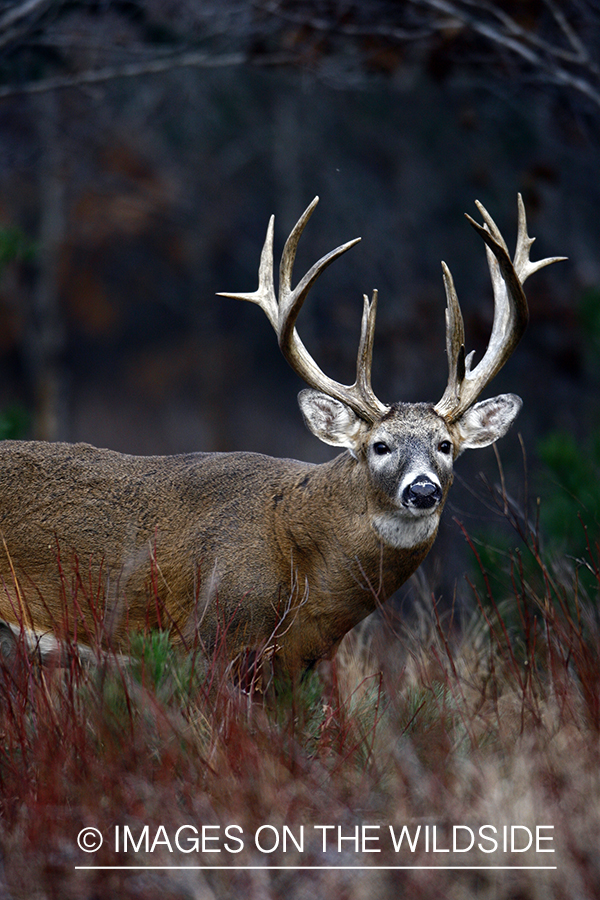 Whitetail buck in habitat.