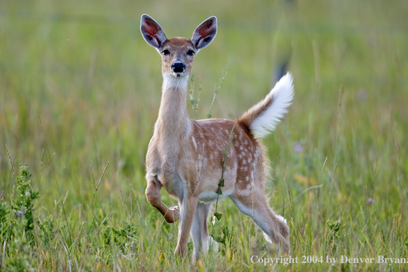 Whitetail deer fawn in habitat.