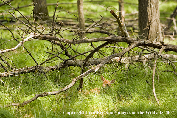 White-tailed fawn in habitat.