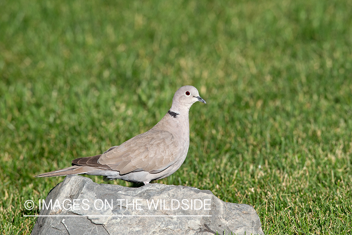 African collared dove on rock.