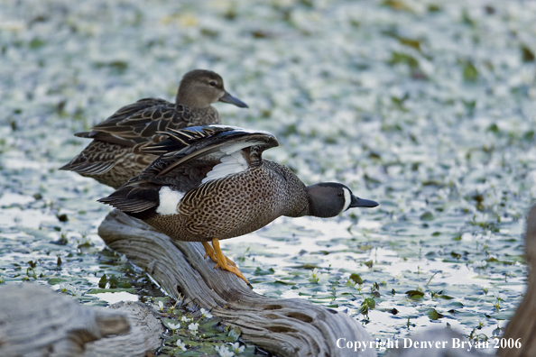 Blue-winged Teal duck pair.