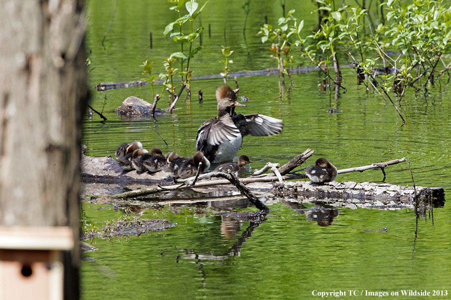 Hooded Merganser and ducklings in habitat.