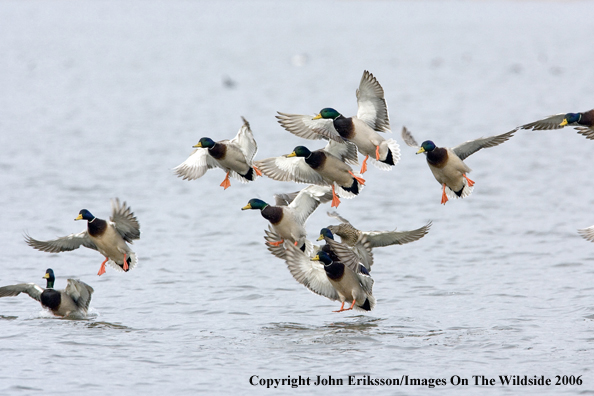 Mallard ducks in habitat.