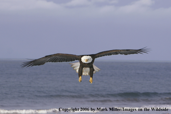 Bald Eagle in flight.