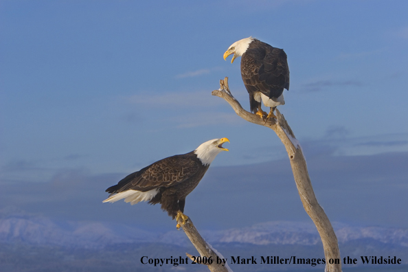 Bald Eagles in habitat