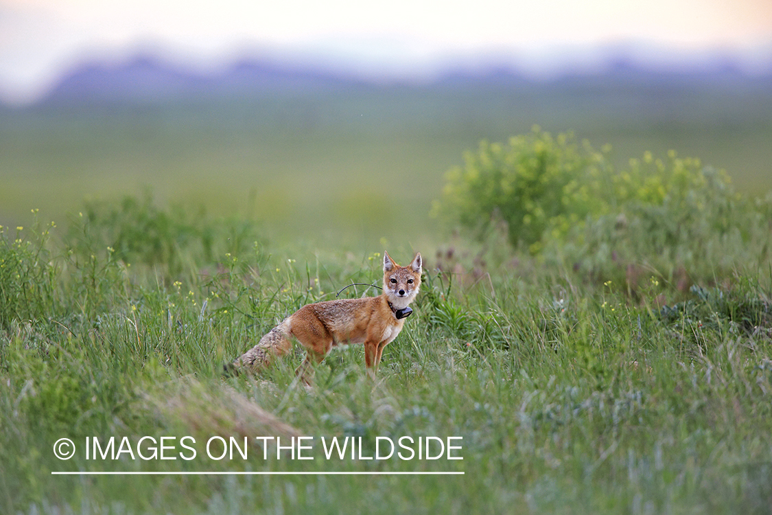 Swift fox in habitat.