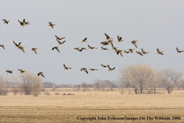 White-fronted geese in habitat.