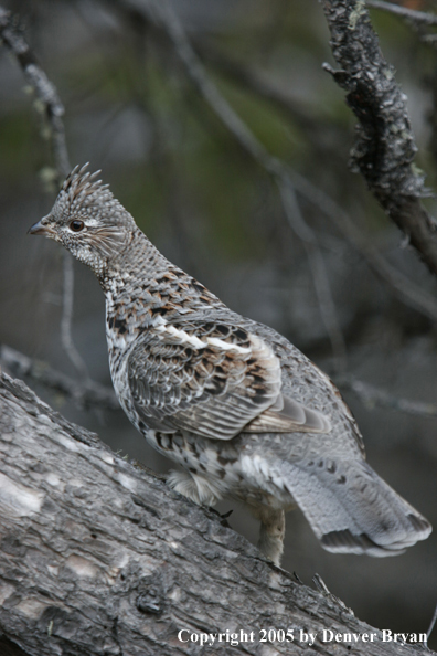 Ruffed grouse in habitat.