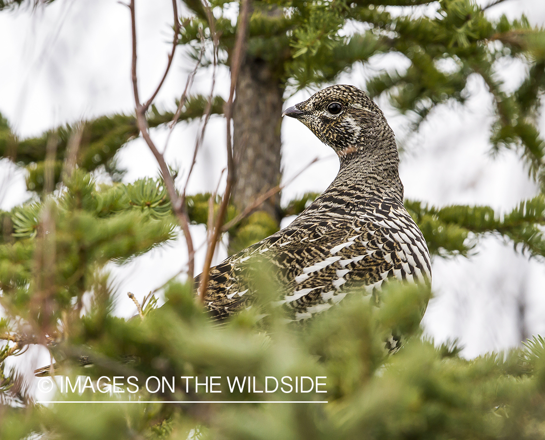 Spruce Grouse in habitat.
