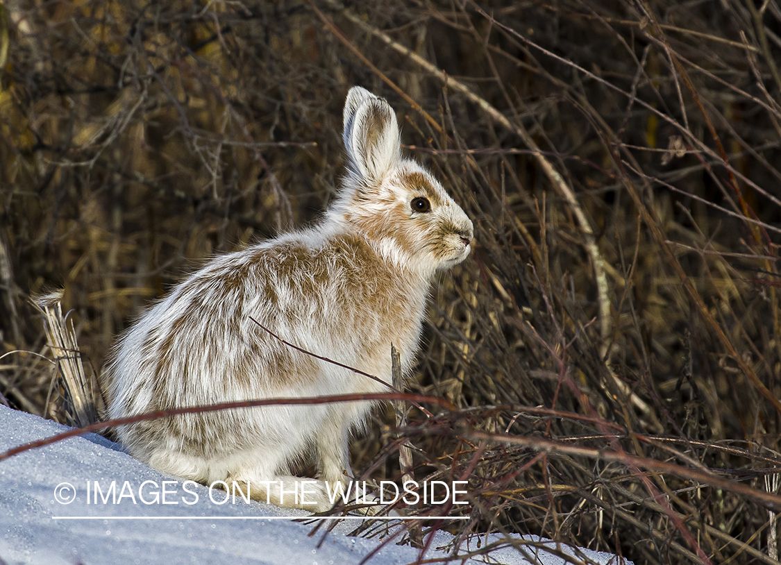Snowshoe Hare