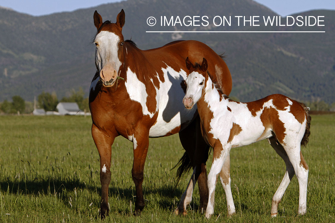 Paint Horse mare with foal in pasture.