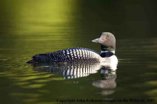 Loon in habitat