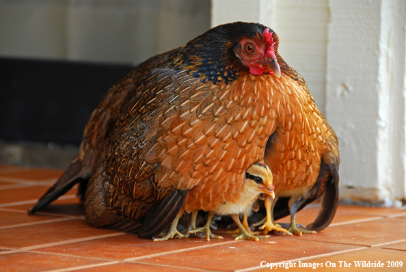 Feral Bantam Hen with chick
