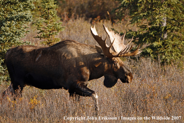 Moose in habitat