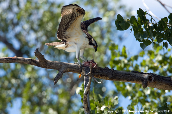 Osprey with fish. 