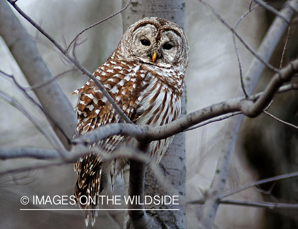 Barred owl in tree.
