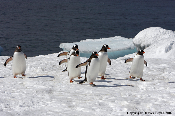 Gentoo Penguin in habitat