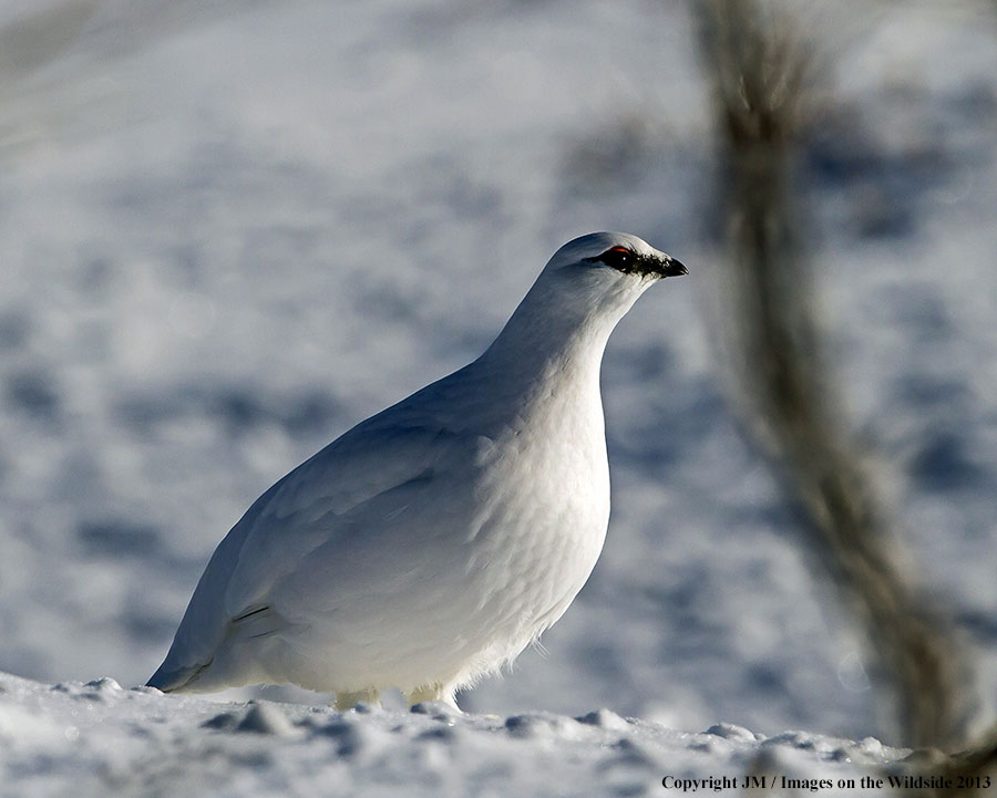 Rock ptarmigan in habitat.