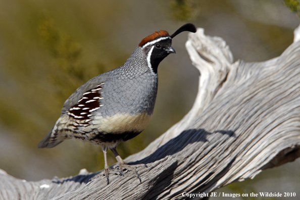 Gamble's Quail in habitat.