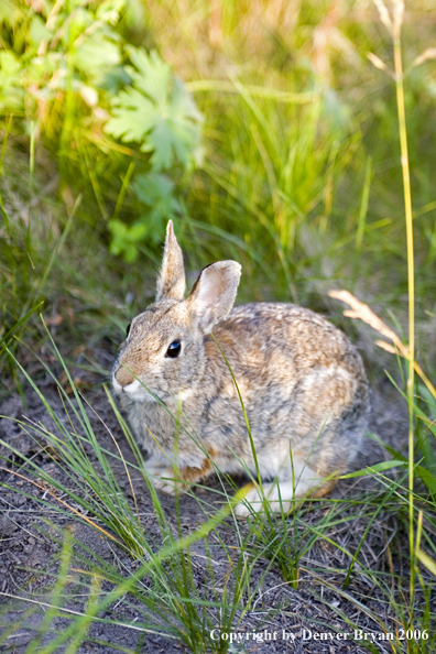 Cottontail Rabbit