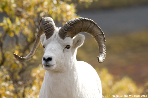 Dall sheep in habitat. 