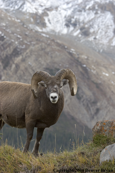 Rocky Mountain bighorn sheep (ram).