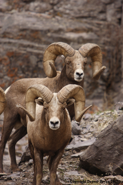 Rocky Mountain Big Horn Sheep