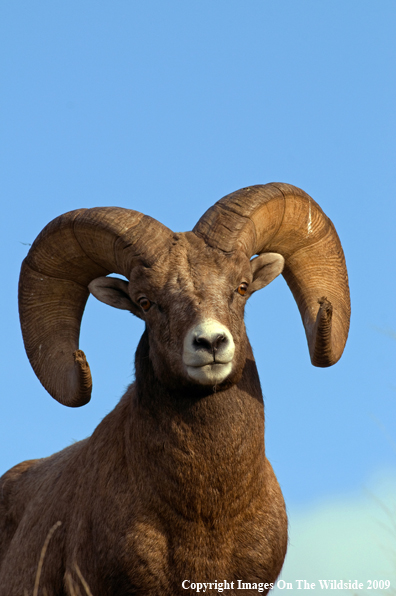 Rocky Mountain Bighorn Sheep