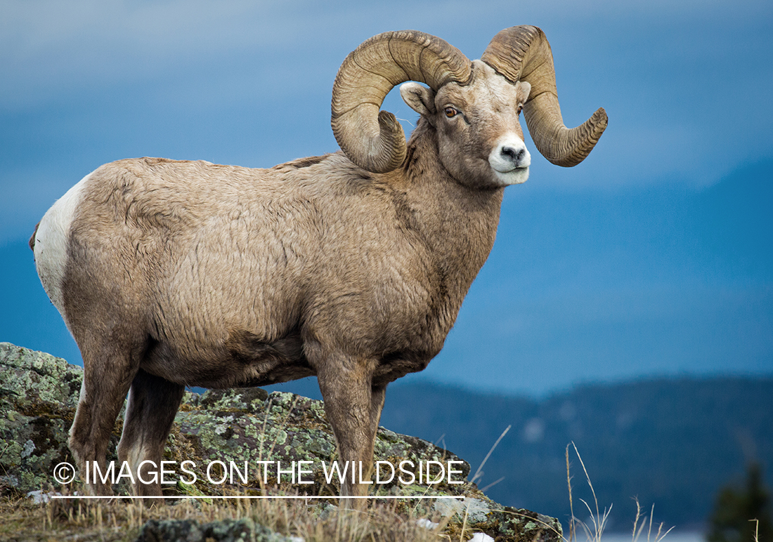 Bighorn sheep ram in habitat.