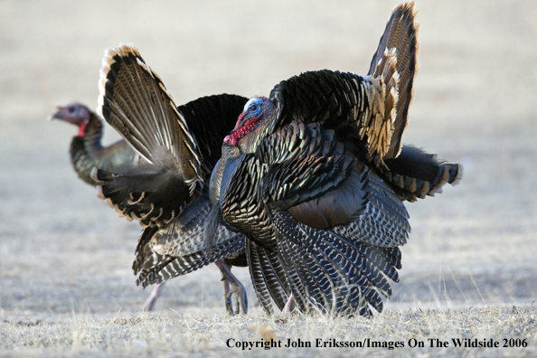 Rio Grande Turkeys in habitat. 