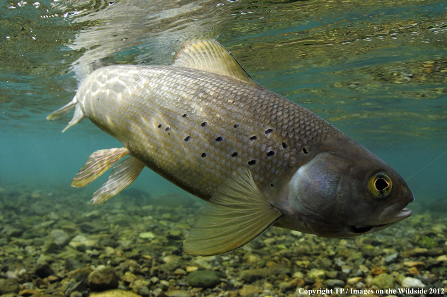Alaskan Grayling. 