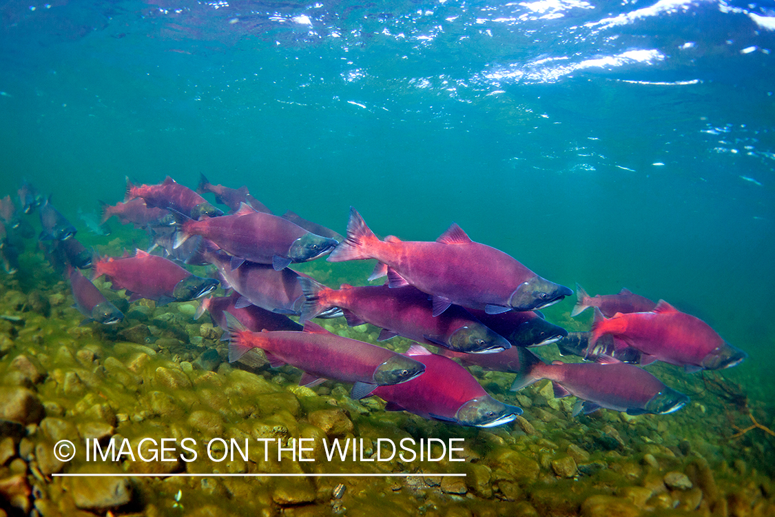 Alaskan Sockeye Salmon