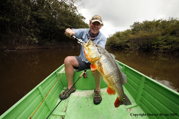 Flyfisherman with peacock bass