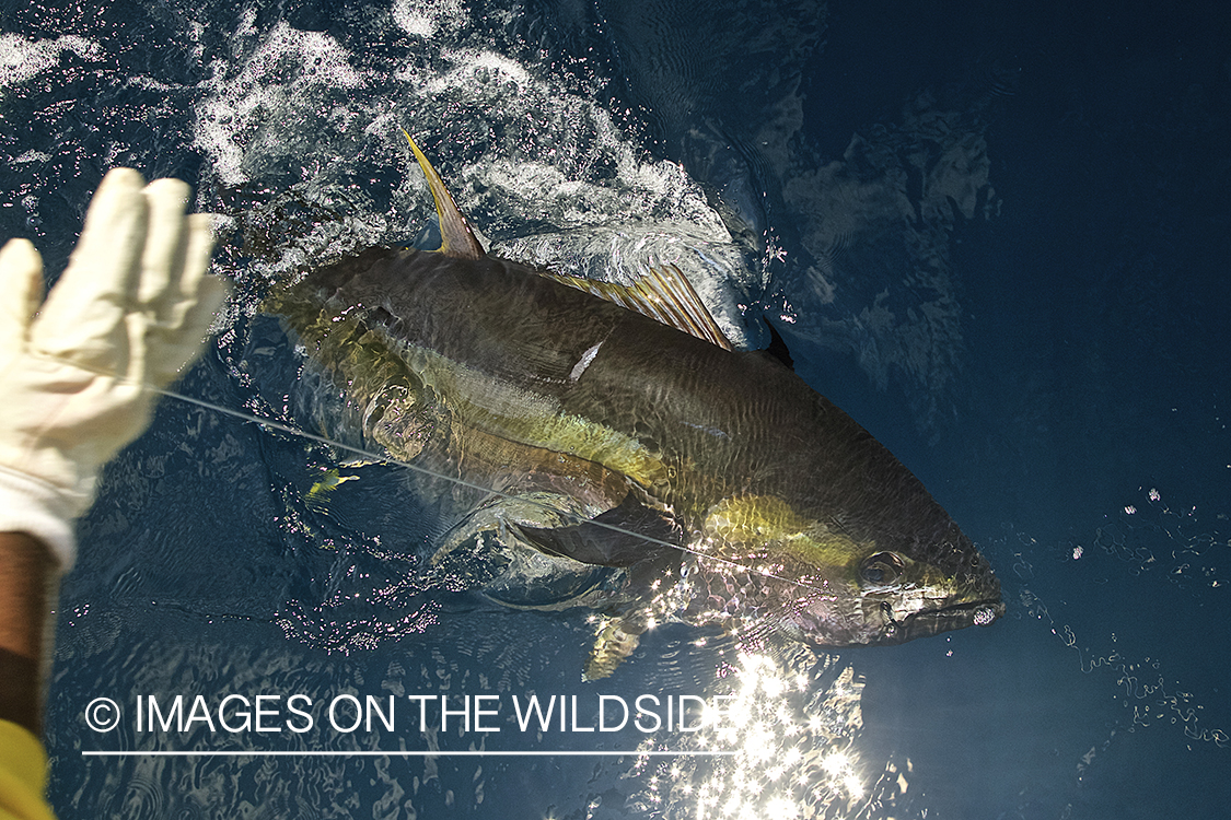 Deep sea fisherman with tuna on line.