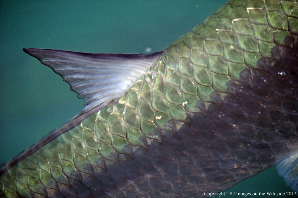 Tarpon in water. 