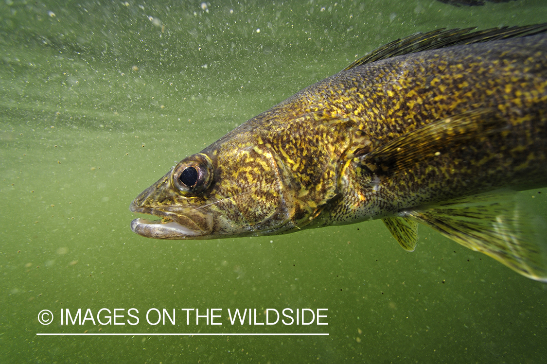 Walleye being released into habitat. 