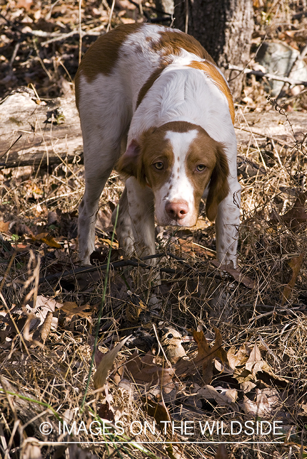Brittany pointing at camouflaged Woodcock.