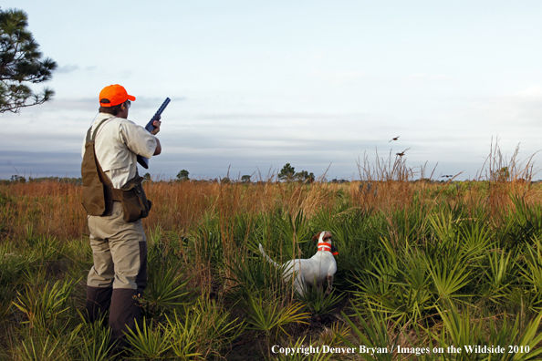  English Pointer with Hunter in field