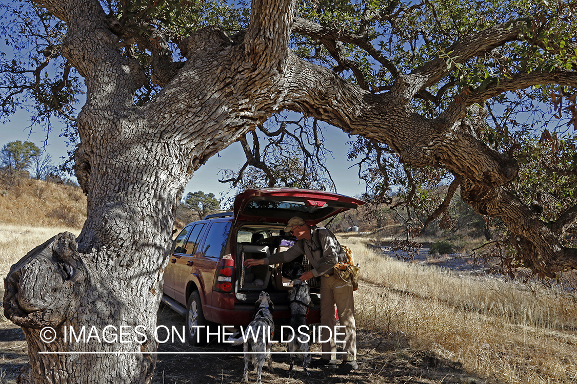 Upland game bird hunter with English Setters by vehicle.
