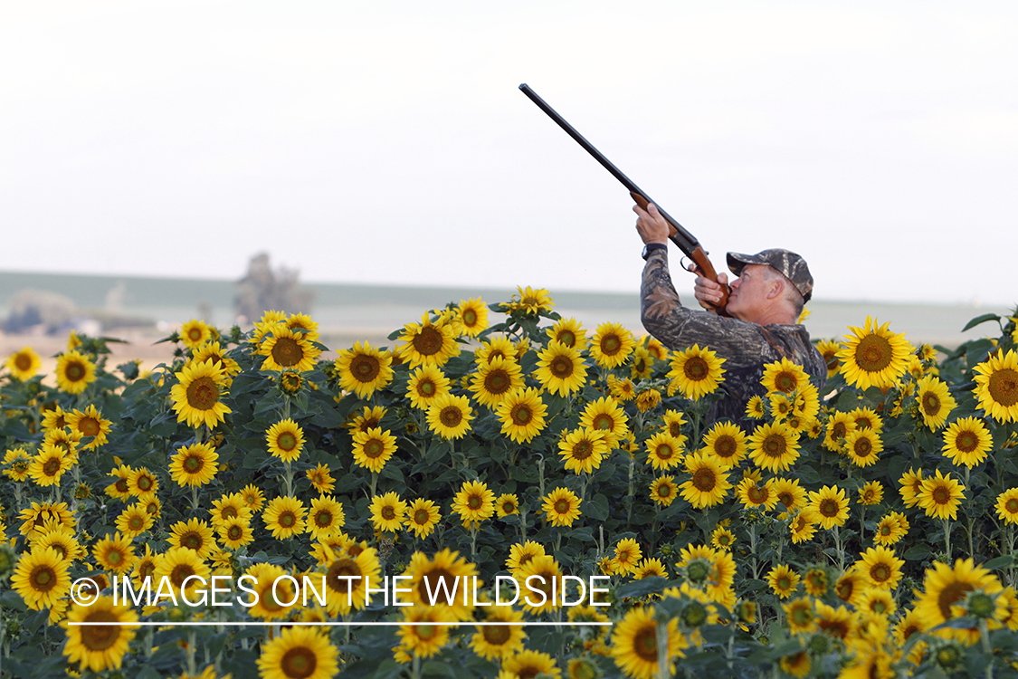 Dove hunter taking aim in sunflower field.